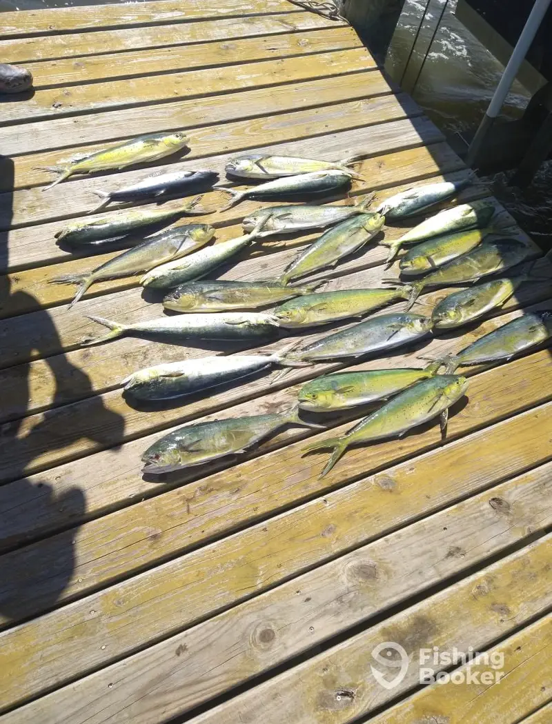 charter image 5