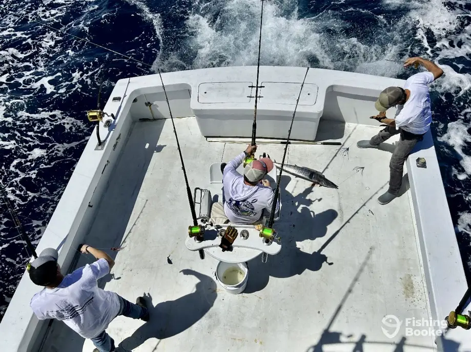 Beagle Charters