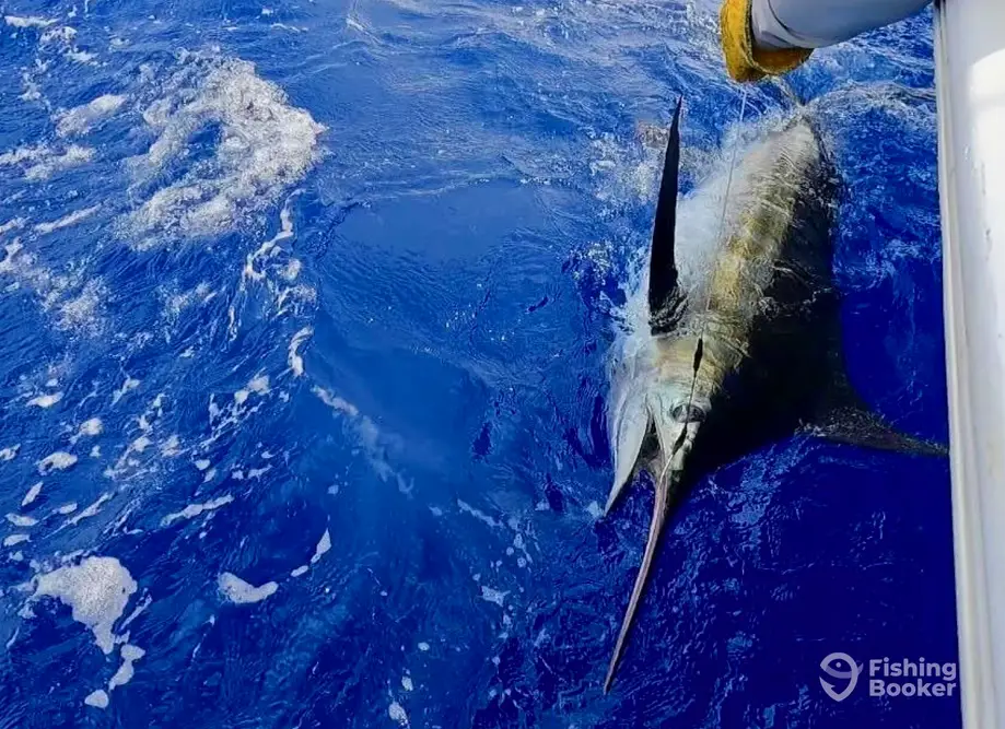 charter image 4