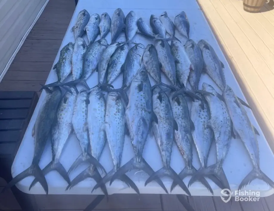 Wicked East Charters