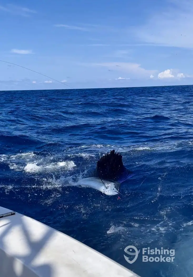 charter image 6