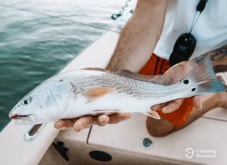 Inshore fly fishing/ sight fishing charter image 2