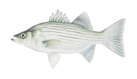 Hybrid Striped Bass